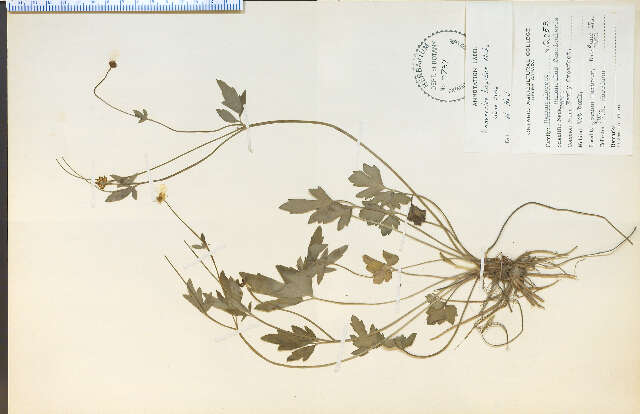 Ranunculus hispidus Michx.的圖片