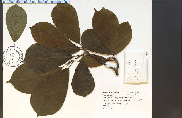 Magnolia acuminata (L.) L.的圖片