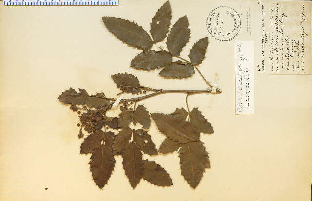 Image de Berberis aquifolium