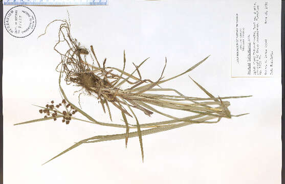 Image of Mosquito Bulrush