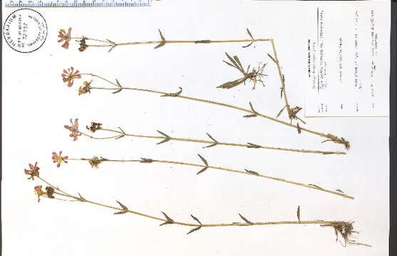Image of Sabatia