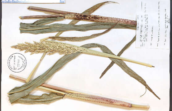 Image of Johnson grass