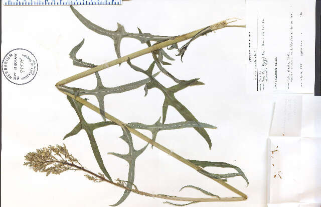 Imagem de Lactuca canadensis L.