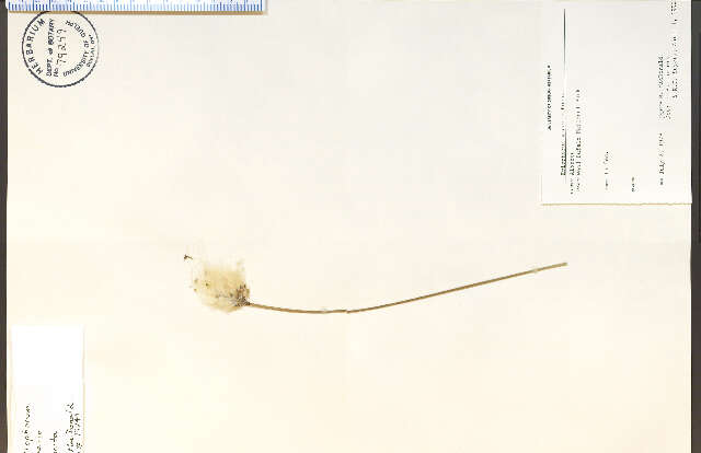 Image of slender cottongrass