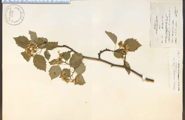 Imagem de Crataegus macrosperma Ashe