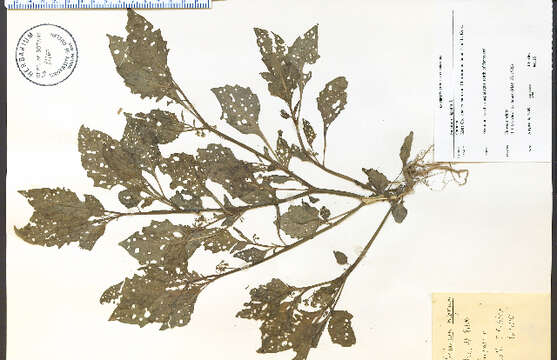 Plancia ëd Solanum nigrum L.