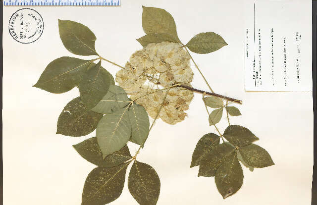 Image of common hoptree