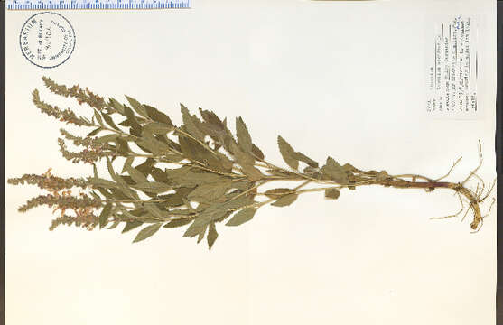 Слика од Teucrium canadense L.