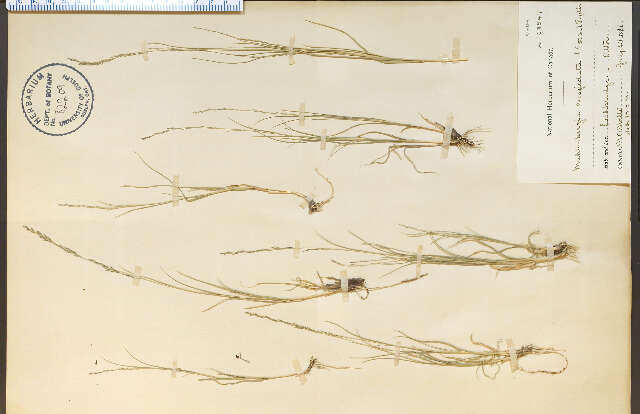 Imagem de Muhlenbergia cuspidata (Torr. ex Hook.) Rydb.