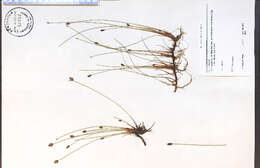 Image of Flat-Stem Spike-Rush