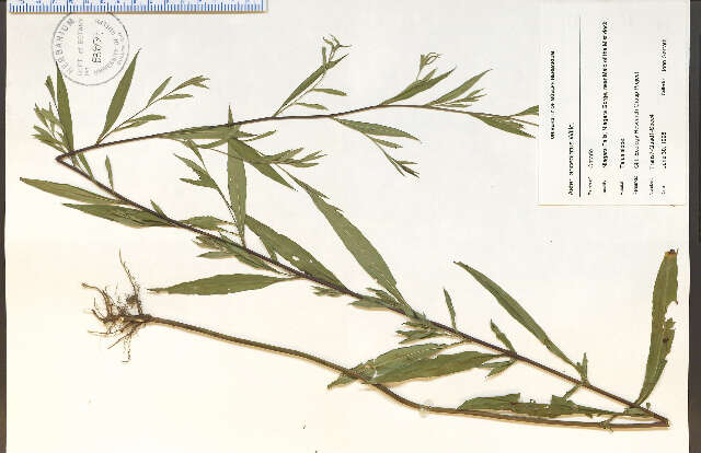 Image of white panicle aster