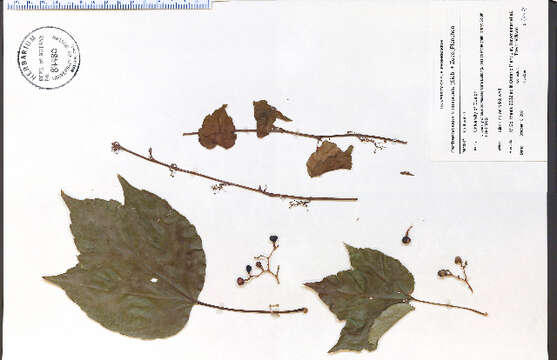 Image of Japanese Creeper