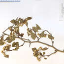 Image of Crataegus coccinea L.