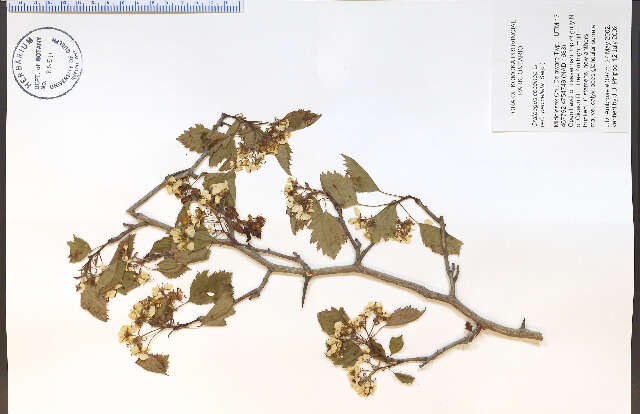 Image of Crataegus coccinea L.