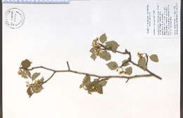 Image of bigfruit hawthorn