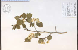 Image of Crataegus coccinea L.