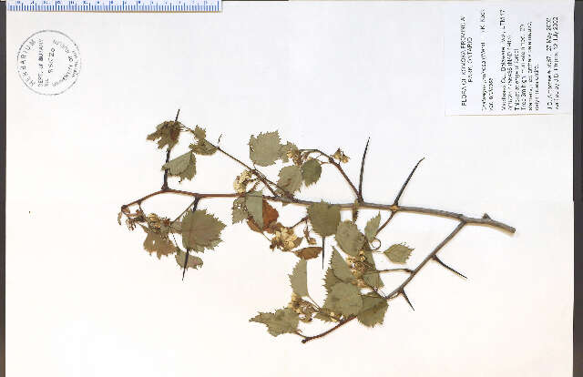 Image of Crataegus pruinosa