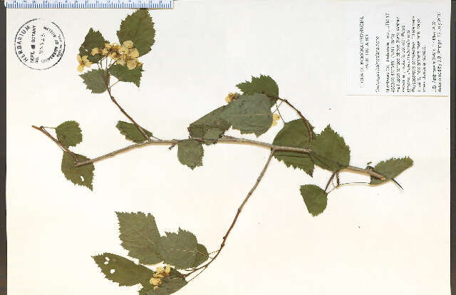 Crataegus holmesiana Ashe resmi