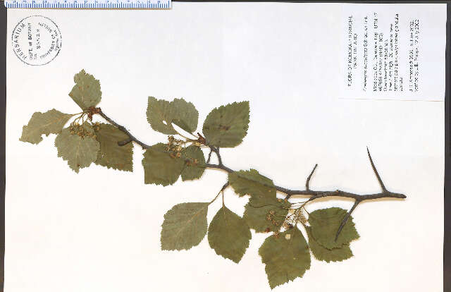 Image of Crataegus succulenta