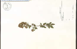 Image of Whorled Mountain-Mint