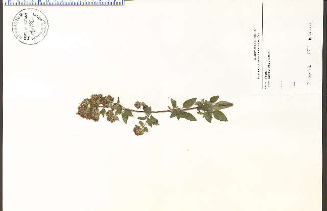 Image of Whorled Mountain-Mint