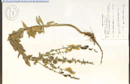 Image of Dalmatian toadflax