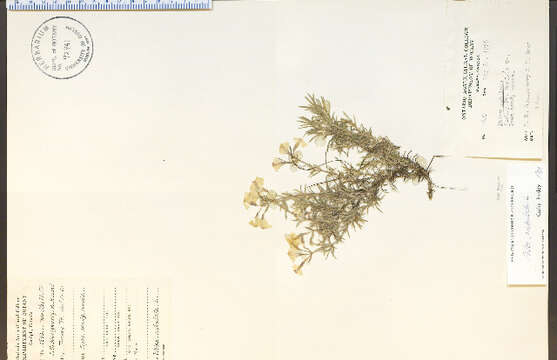 Image of moss phlox