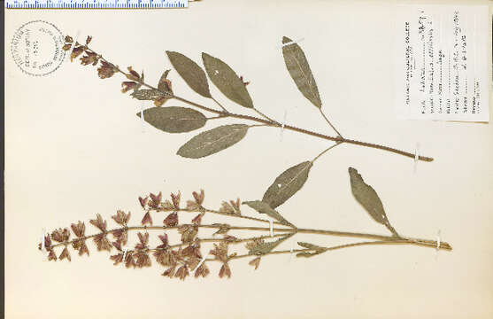 Imagem de Salvia officinalis L.