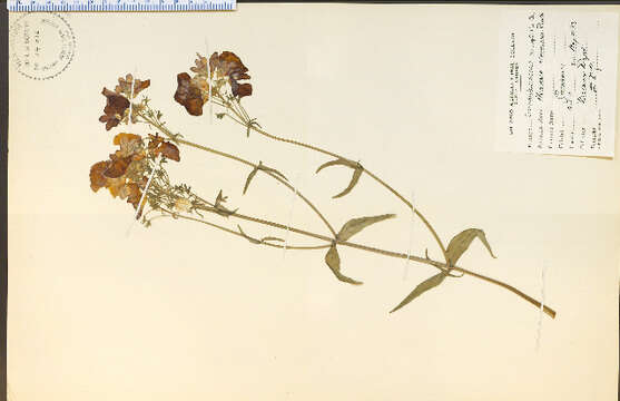 Image of figwort family