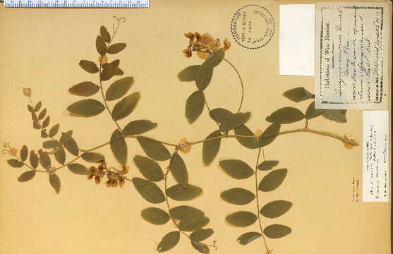 Lathyrus venosus Willd. resmi