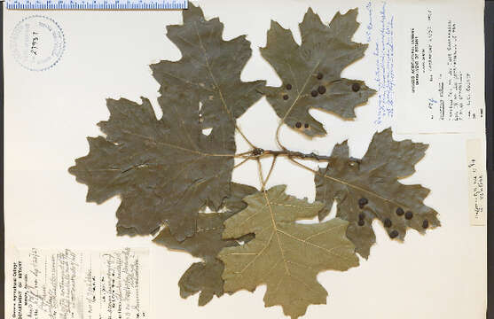 Image of Black Oak