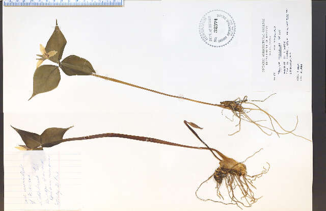 Imagem de Trillium undulatum Willd.
