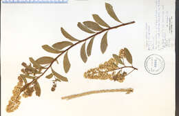 Image of Broad-Leaf Meadowsweet