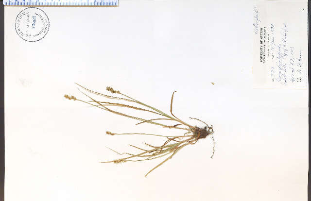 Image of Spiked Sedge