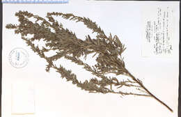 Lespedeza virginica (L.) Britton的圖片