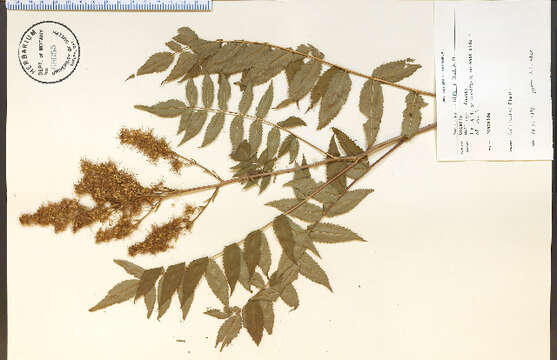 Image of false spiraea