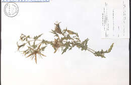 Image of whitestem blazingstar