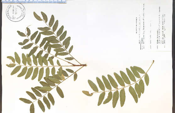 Image of Honey Locust