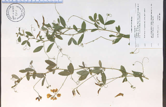 Lathyrus tuberosus L. resmi