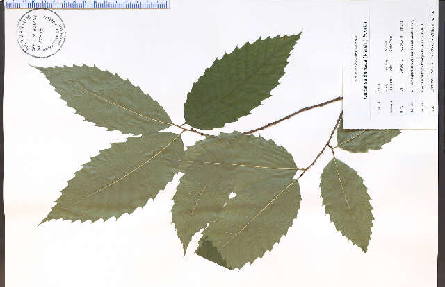 Image of American chestnut