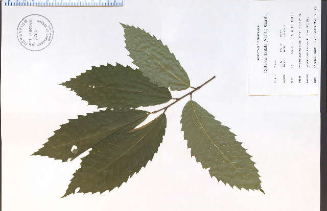 Image of American chestnut