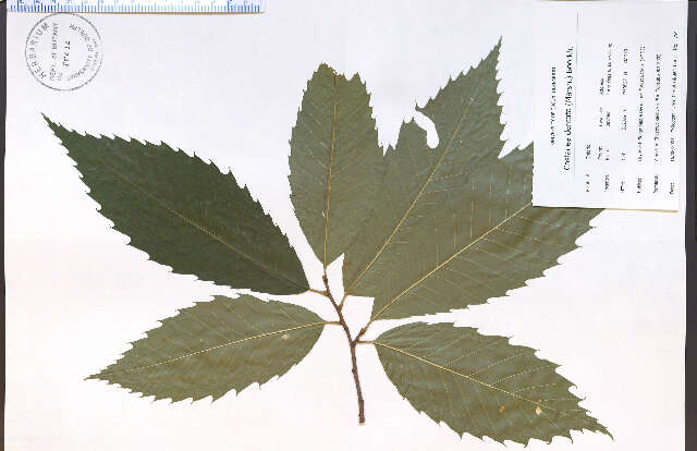 Image of American chestnut