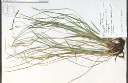 Image of pretty sedge