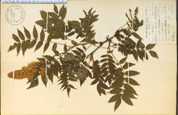 Image of false spiraea