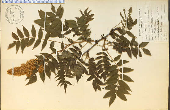 Imagem de Sorbaria sorbifolia (L.) A. Braun