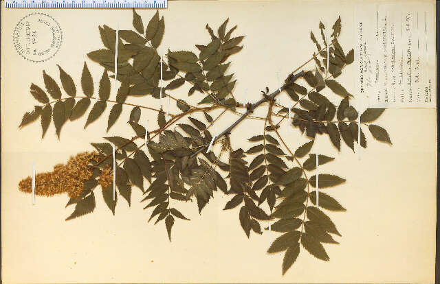 Image of false spiraea