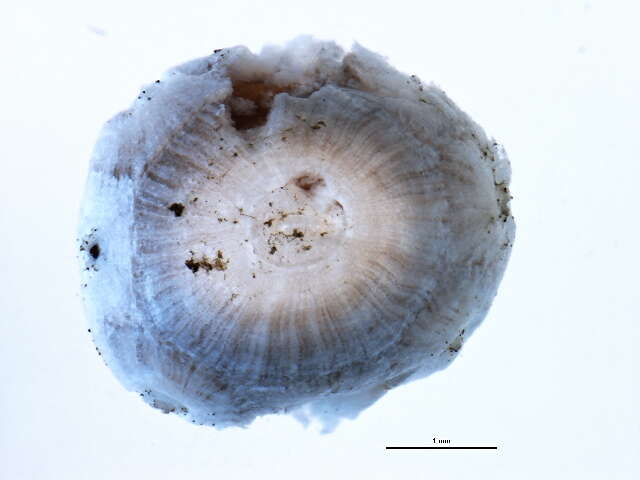 Image of Scale insect