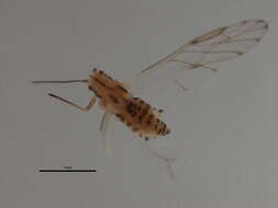 Image of Aphid