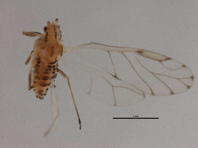 Image of Aphid