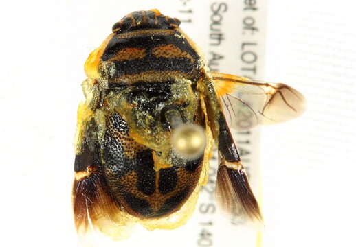 Image of Choerocoris